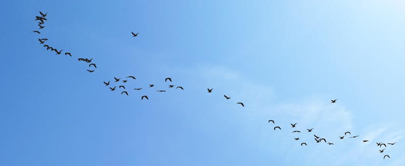 Vogelschwarm im Formationsflug am Himmel