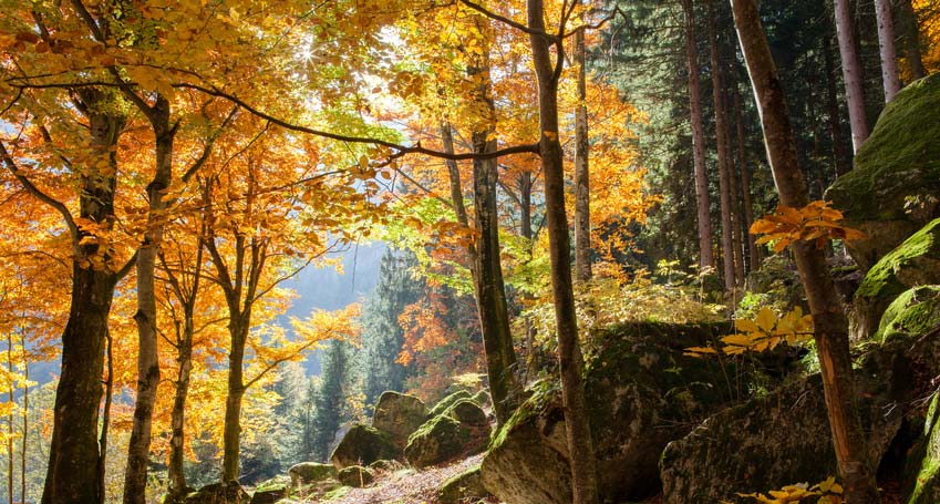Herbstlicher Wald mit großen, moosbewachsenen Felsen