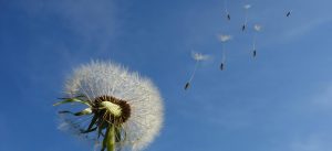 Löwenzahn mit davonfliegenden Samen